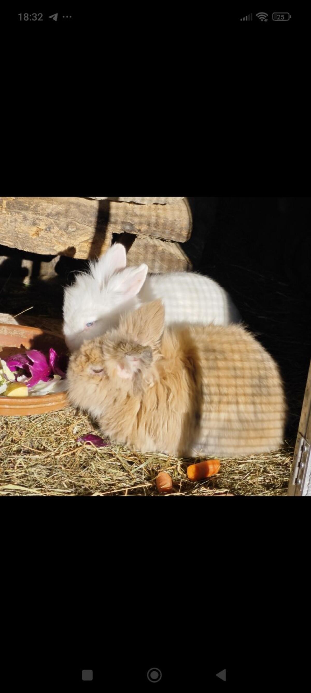 Kaninchen Zwerg Löwenkopf 1