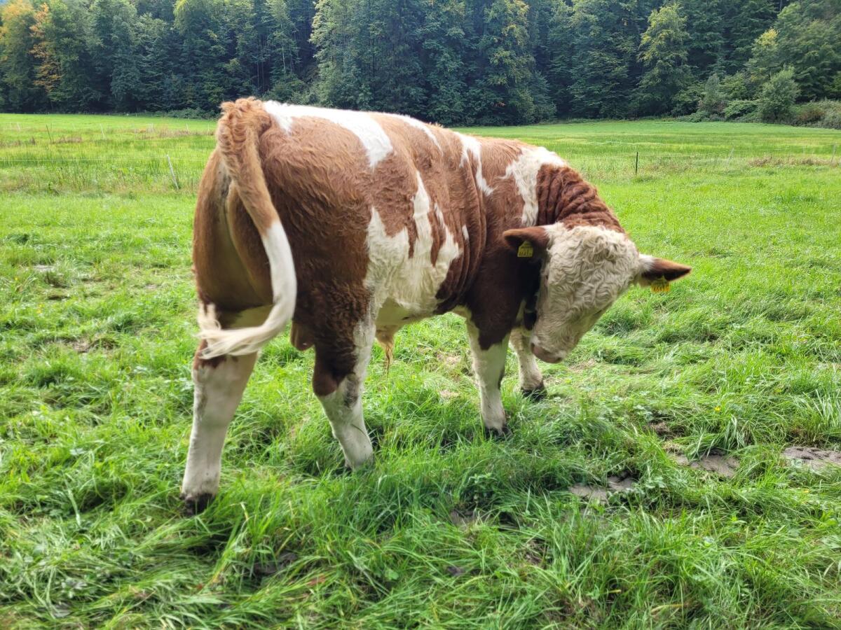 Fleckvieh Stier BIO 3