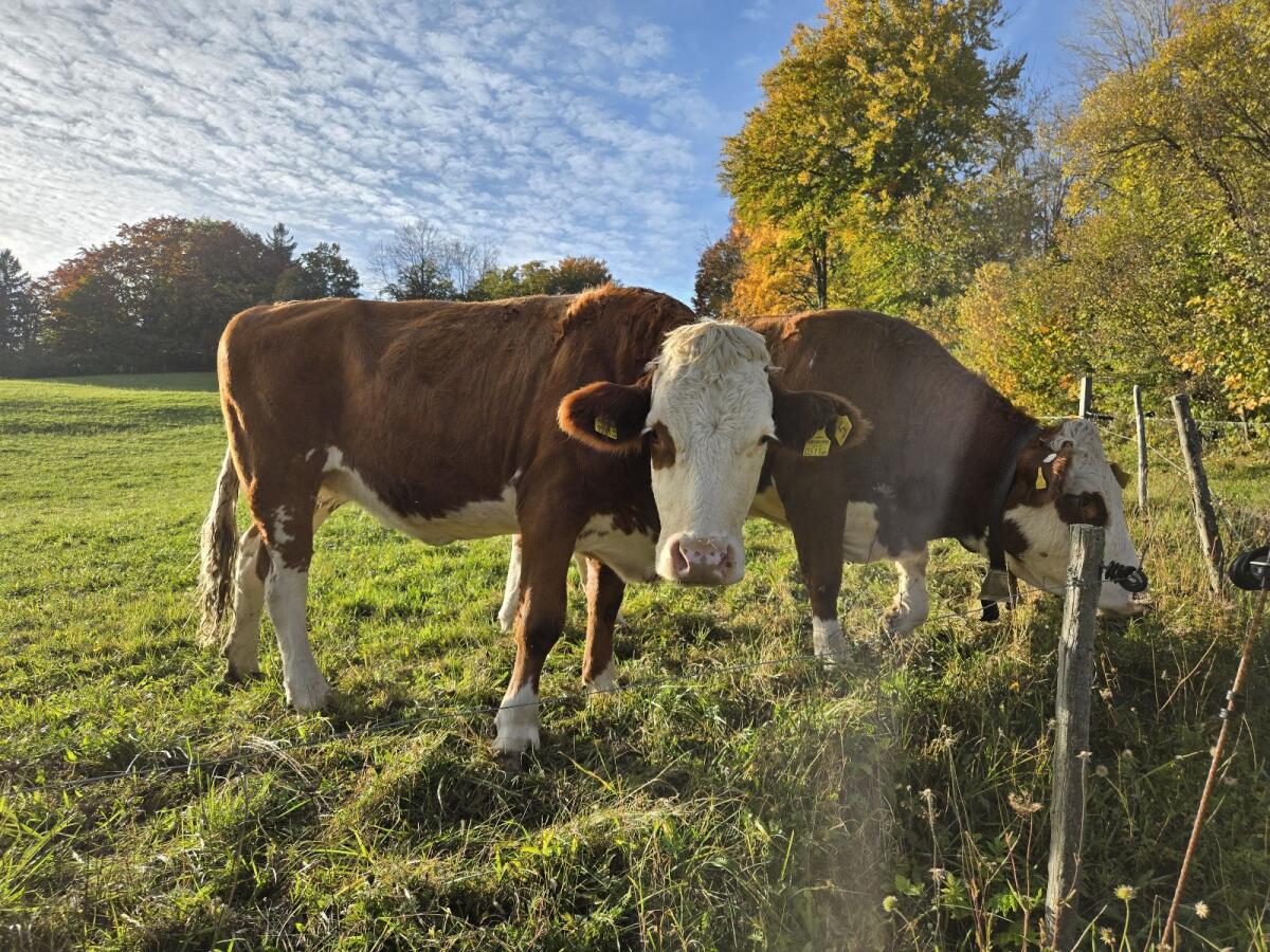 Zuchtkalbinnen zum Belegen 2