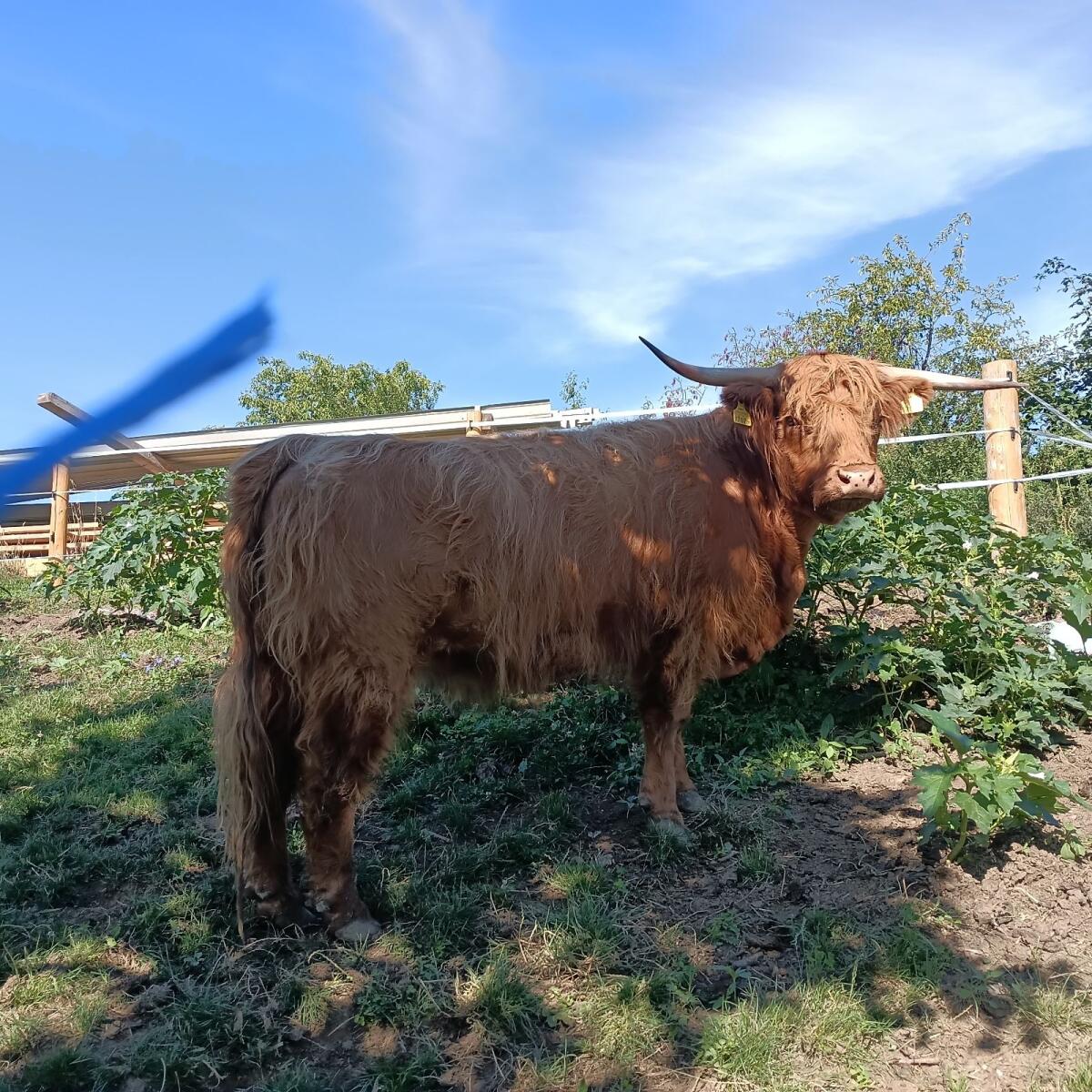 Kleine Herde 3