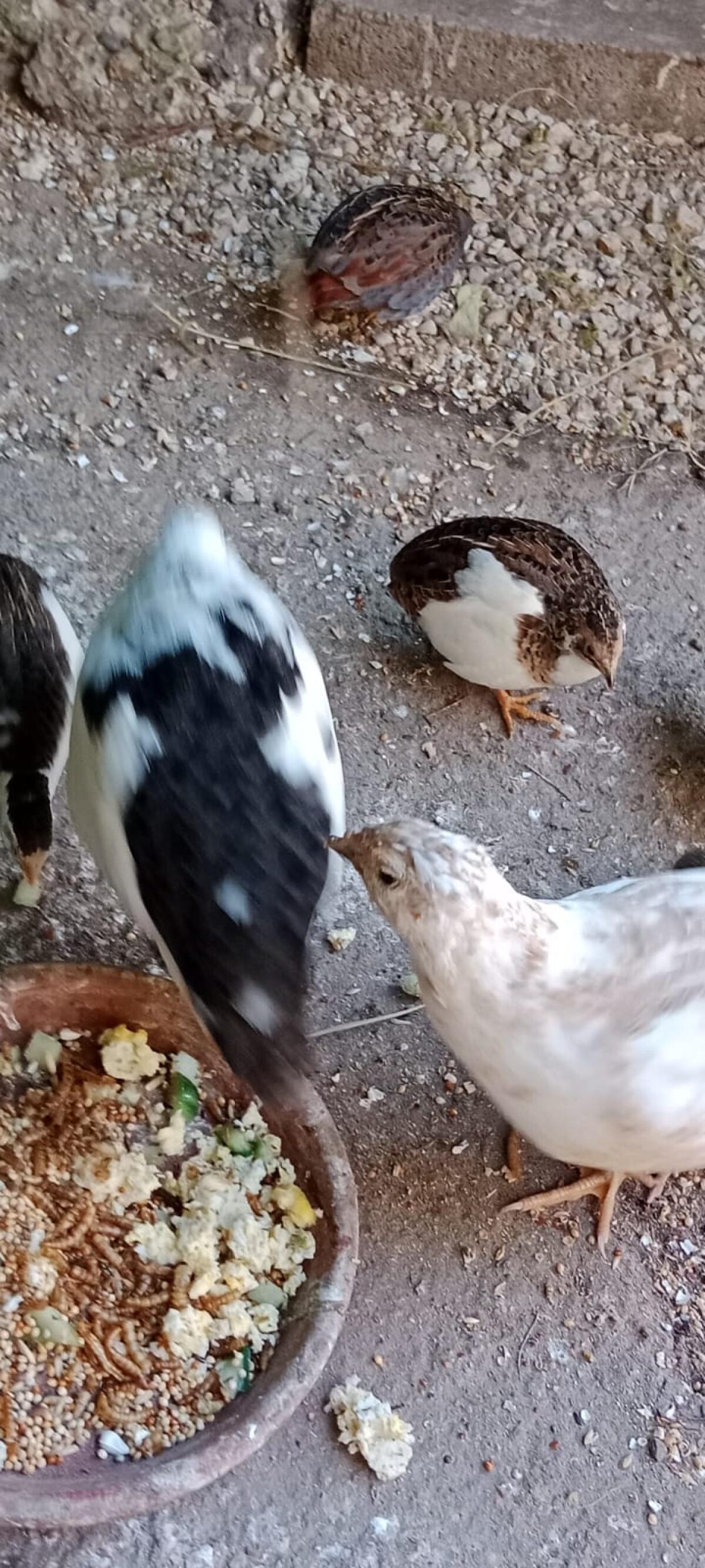 Chabo Zwerghühner, Zwergwachteln, Legewachteln 1