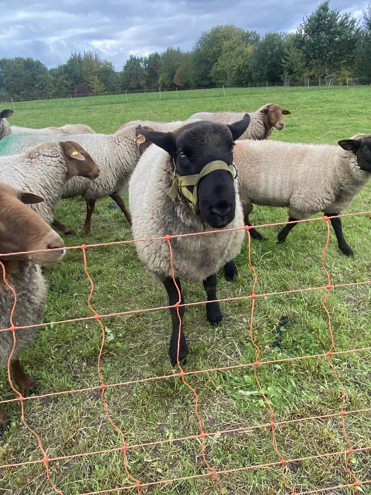 Suffolk Bock 2