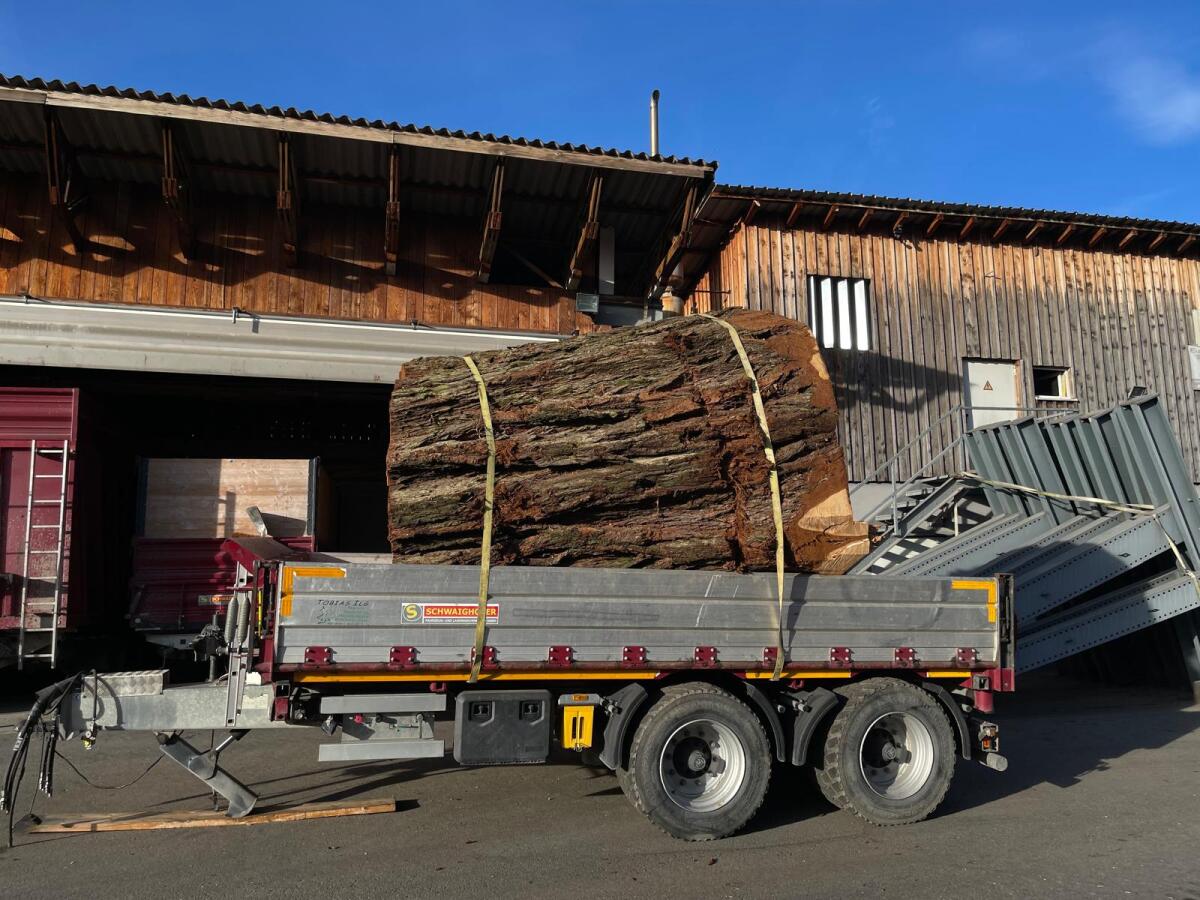 Mammutbau - Sequoiadendron Giganteum 3