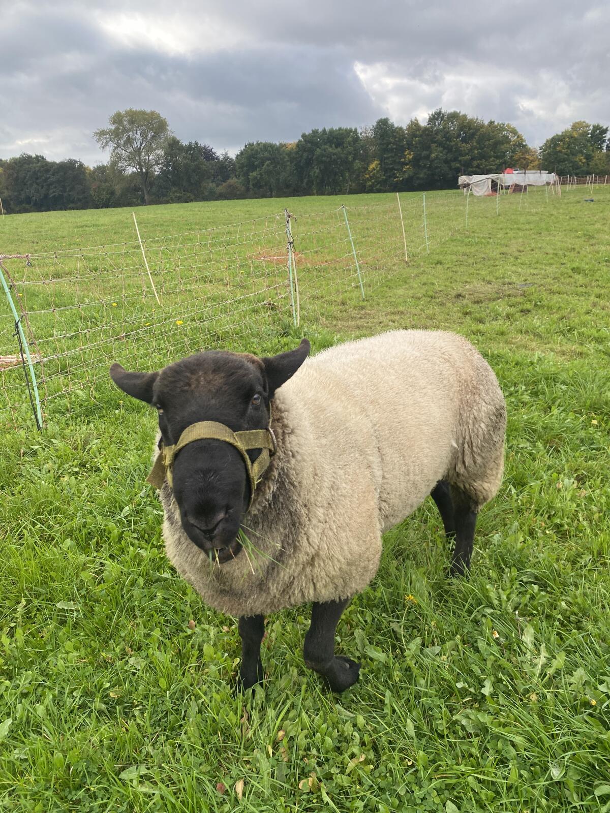 Suffolk Bock 3