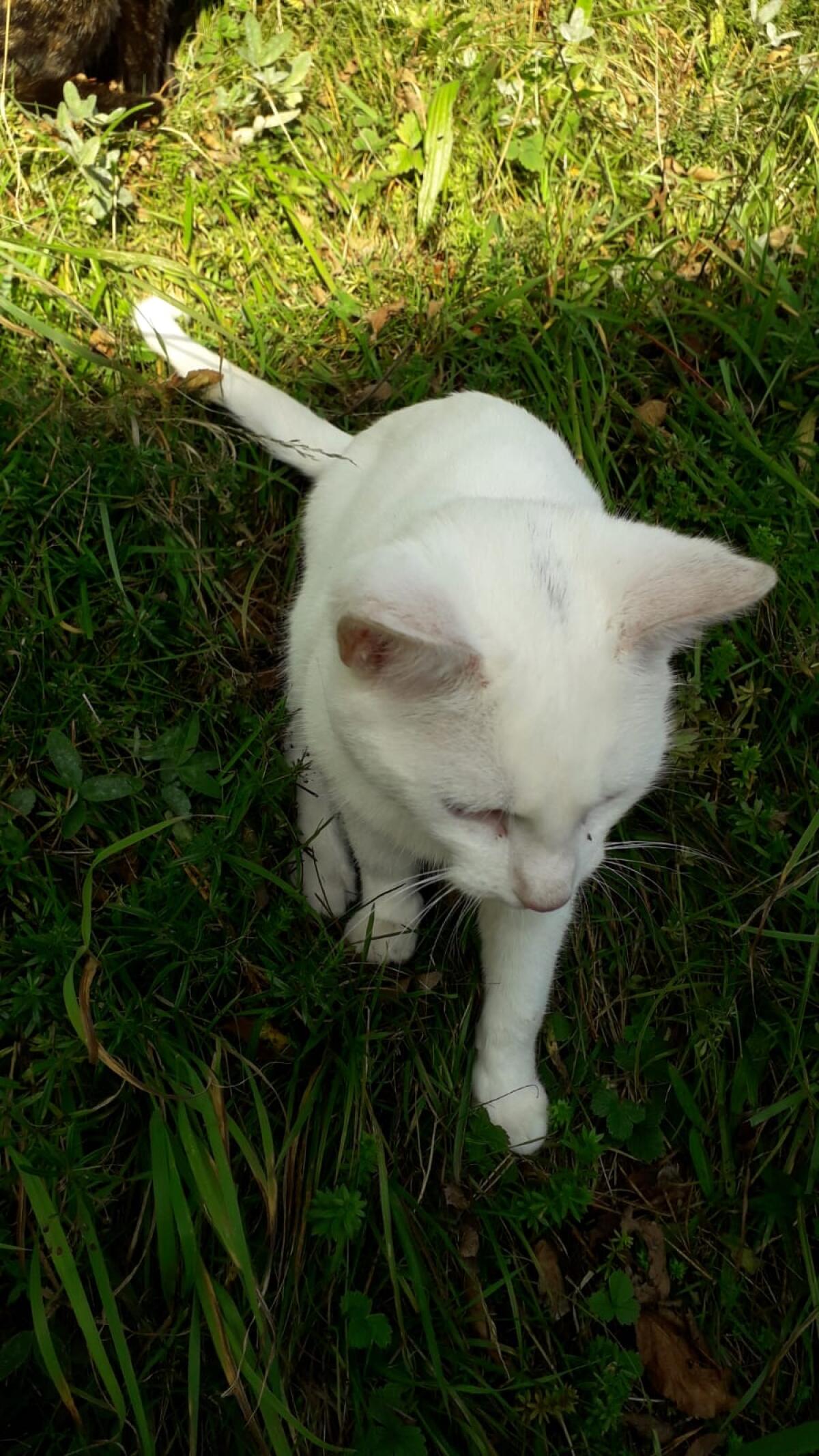 Katzen 2