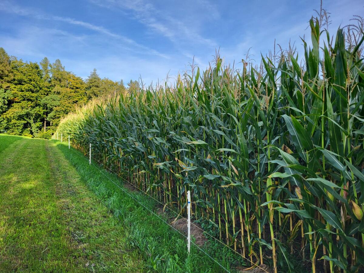 Maissilageballen 2