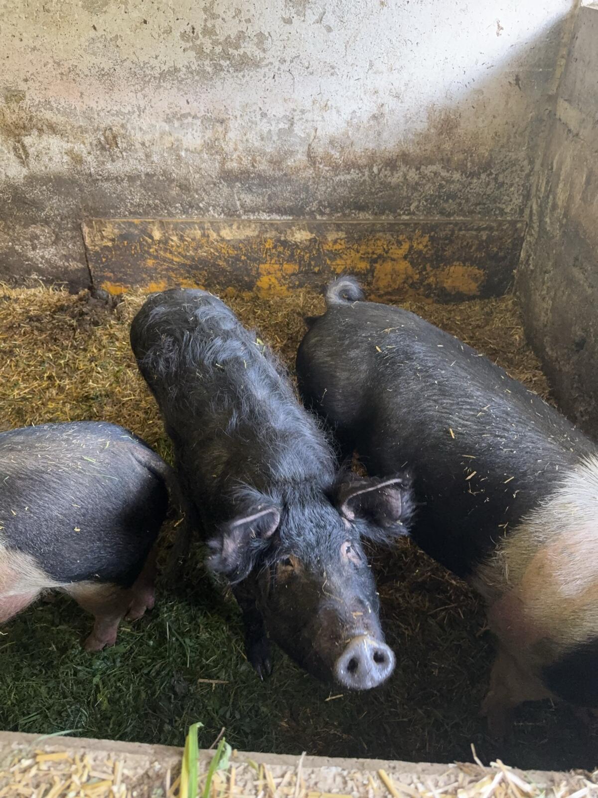 Schwäbisch Hällisches Landschwein & Schwarzes Alpenschwein 2