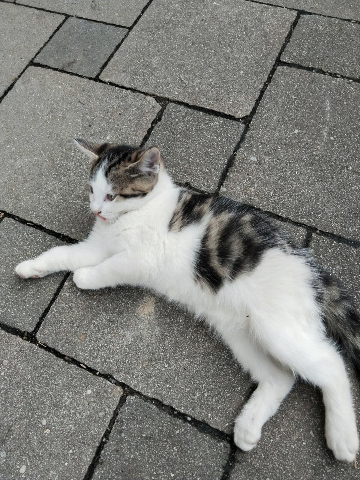 Süße Babykatzen 3