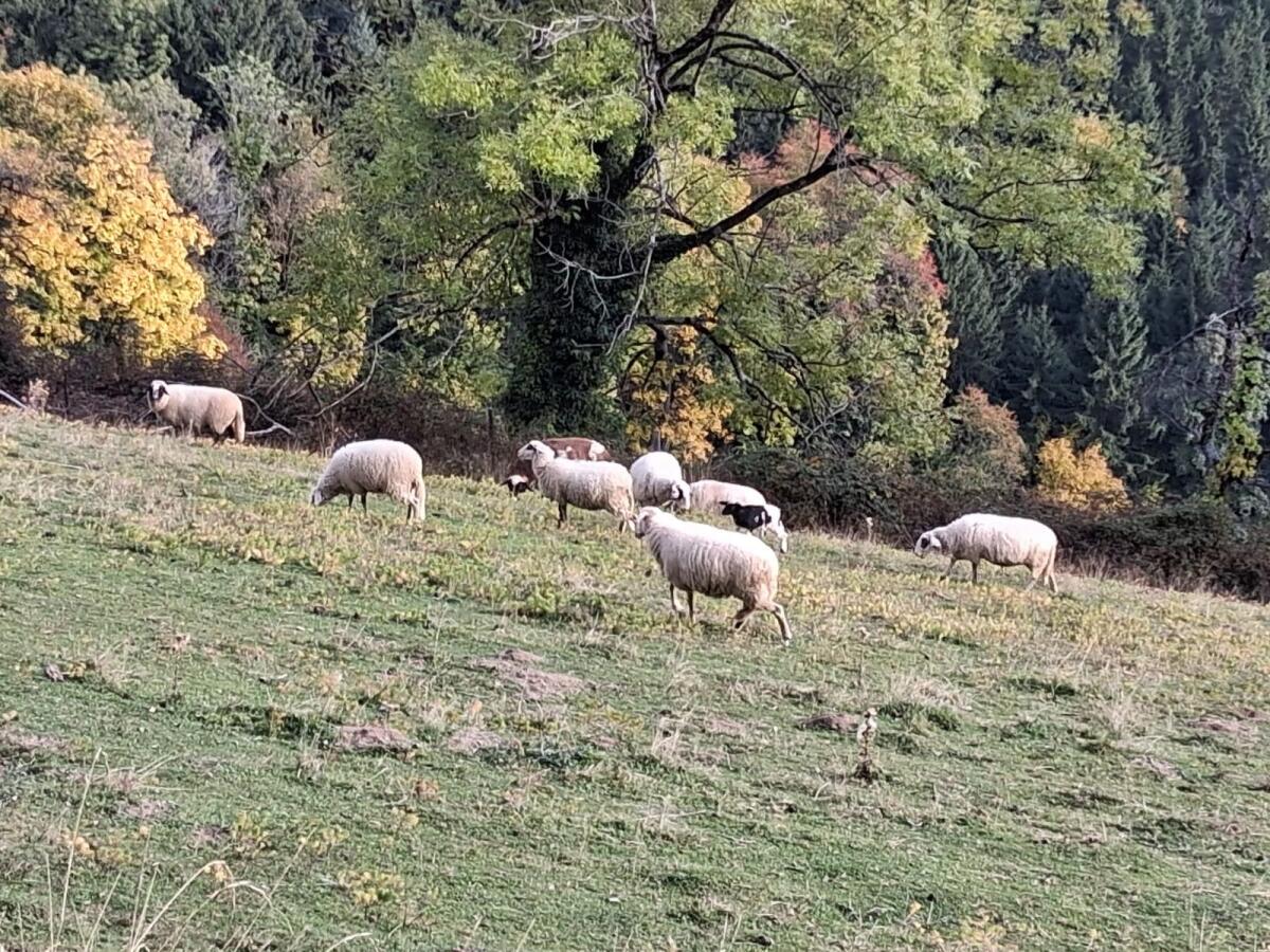 Schafherde 2