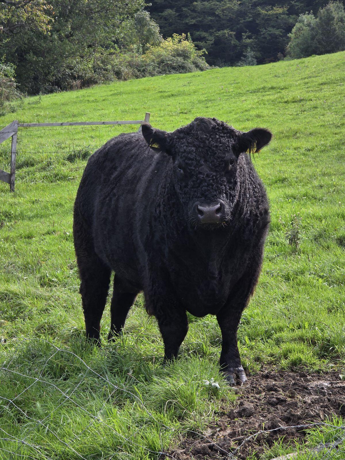 Galloway-Stier zum Tauschen oder Verkaufen 1