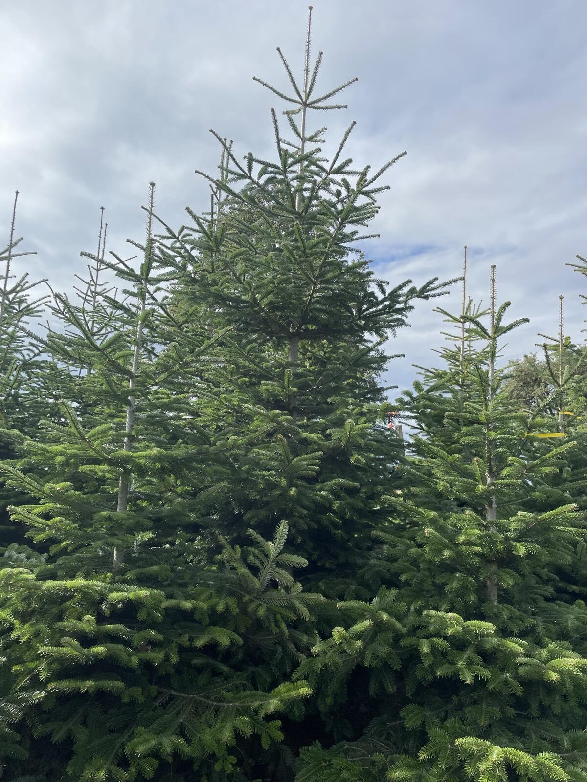 Christbäume 3-4 m 3