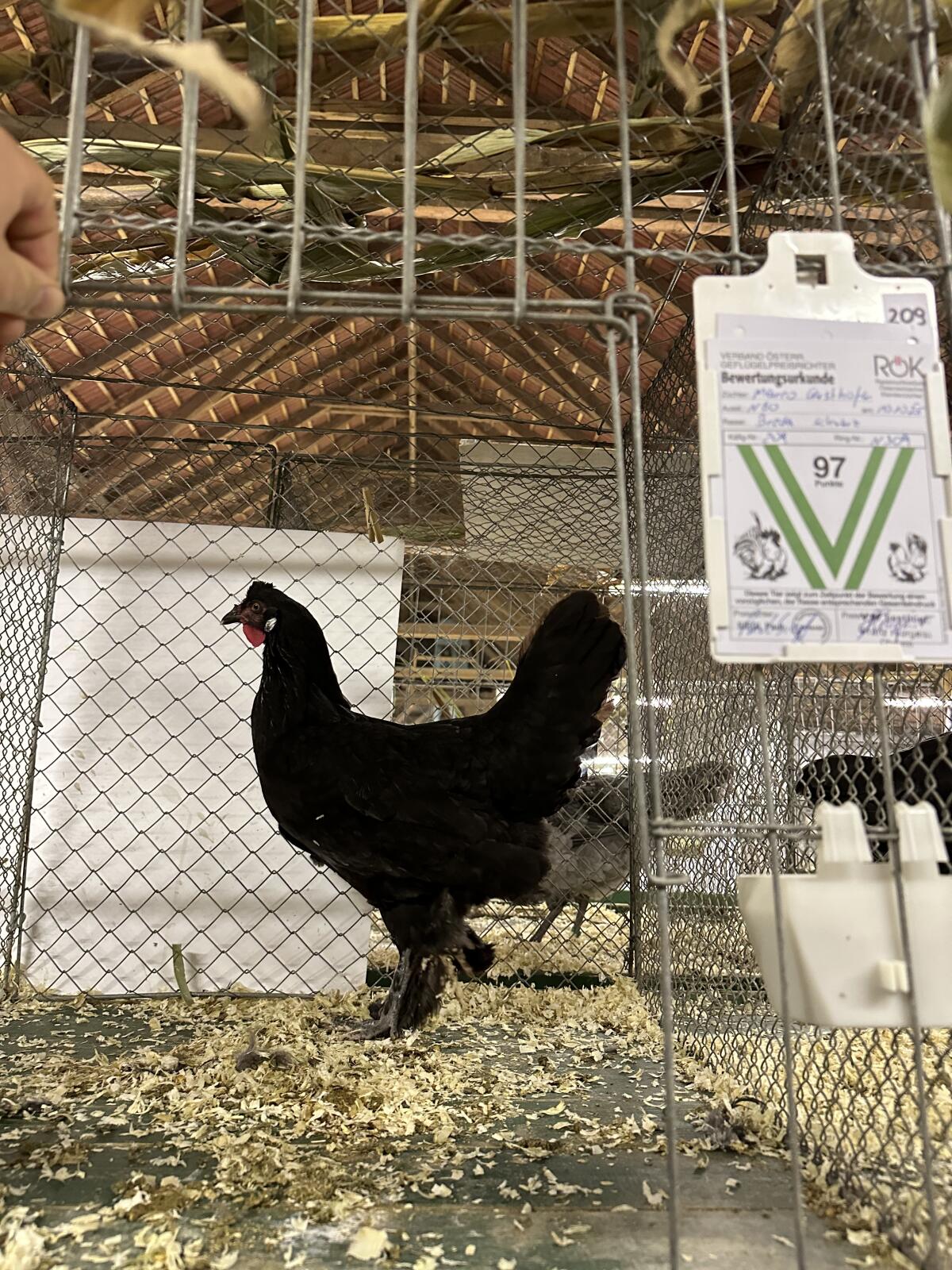 Breda Huhn schwarz und gesperbert 3