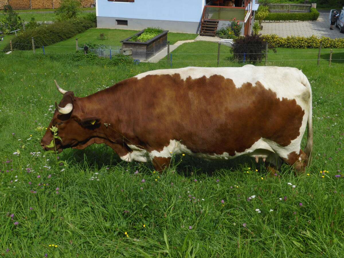 Pinzgauerkuh 1