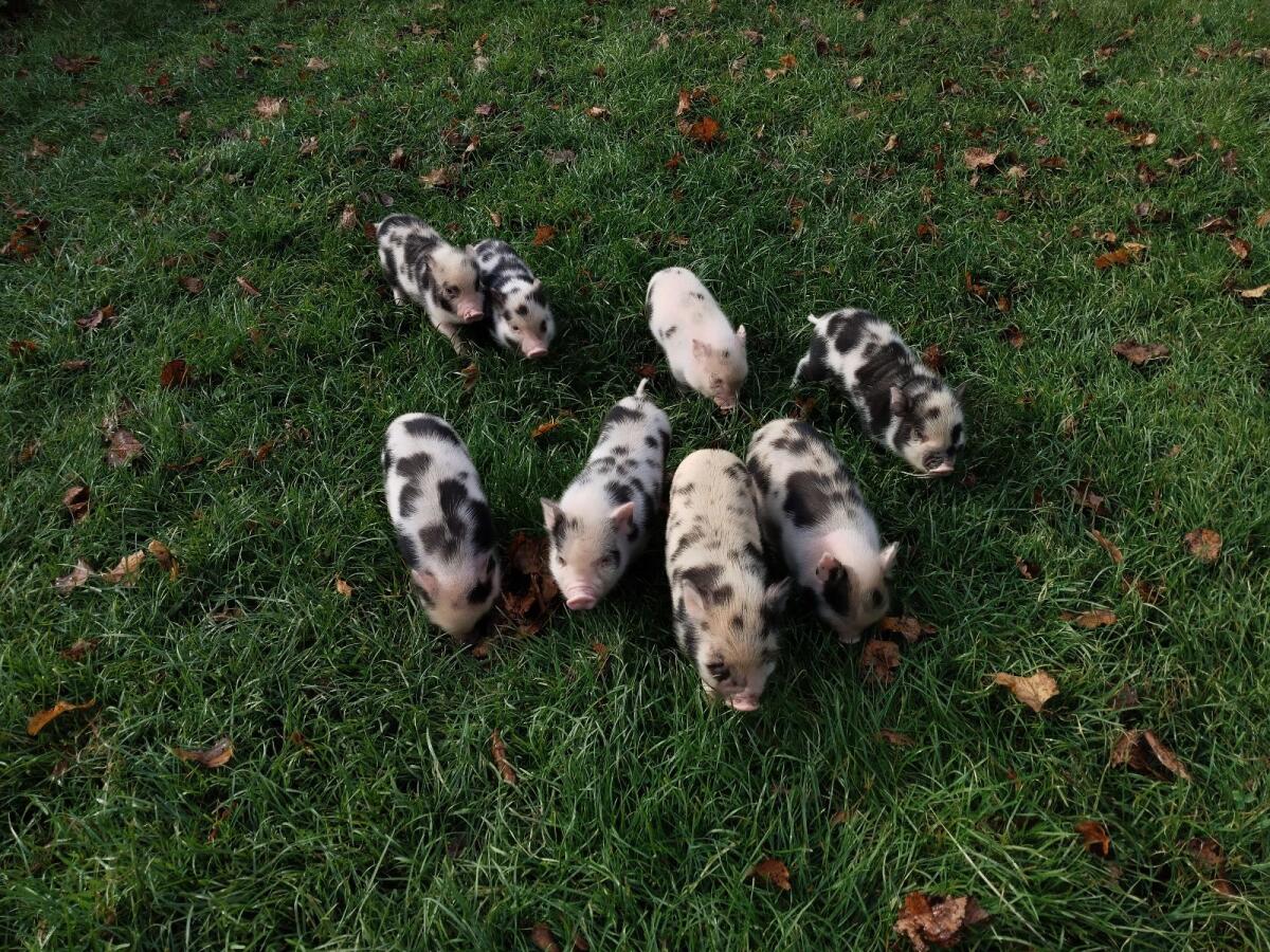 Winzige Minischwein-Ferkel 3