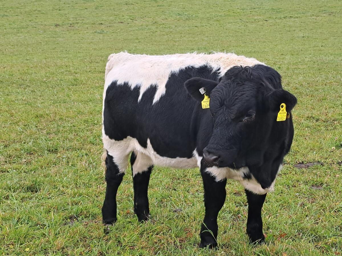 Bio Pinzgauer Jungkalbinnen und Kühe 3