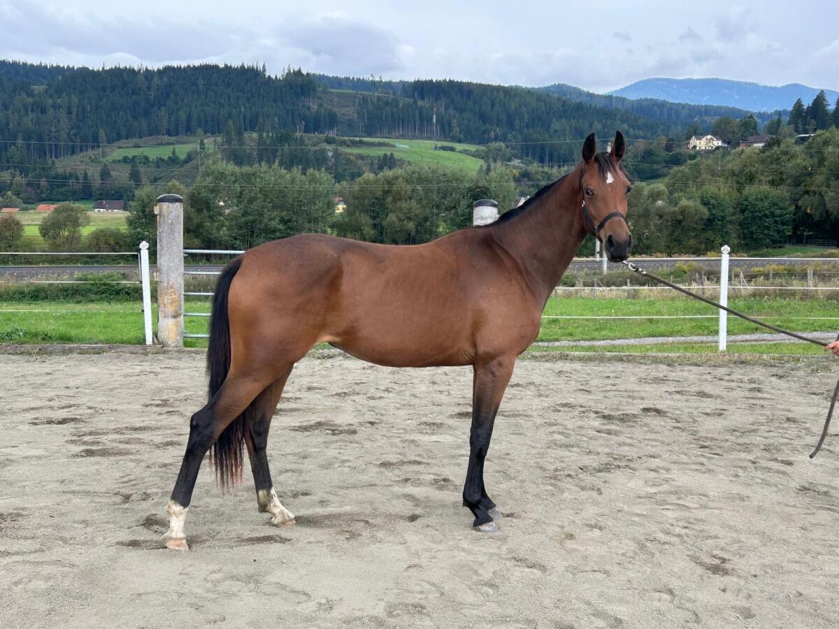 Typvolle Warmblutstute mit Top-Abstammung 2