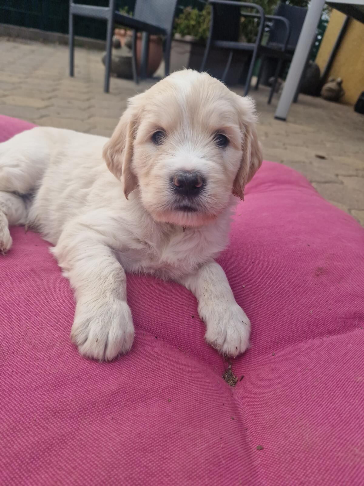 Goldendoodle F1b Wurfankündigung 2