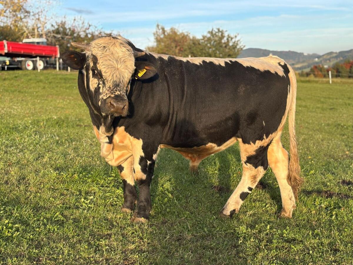 Bio PSS Pustertaler Sprinzen Stier 3