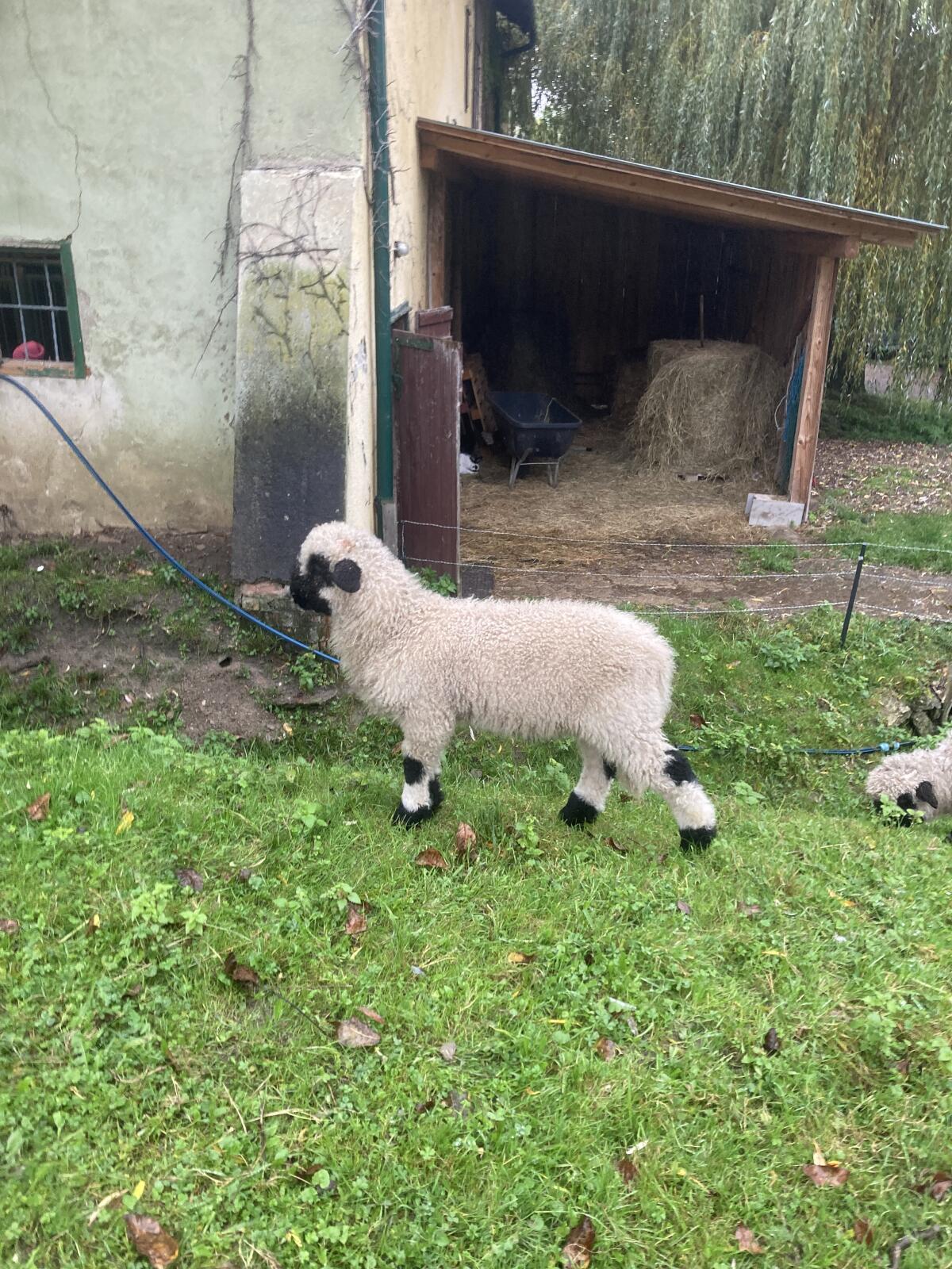 Walliser Schwarznasen Widder 1
