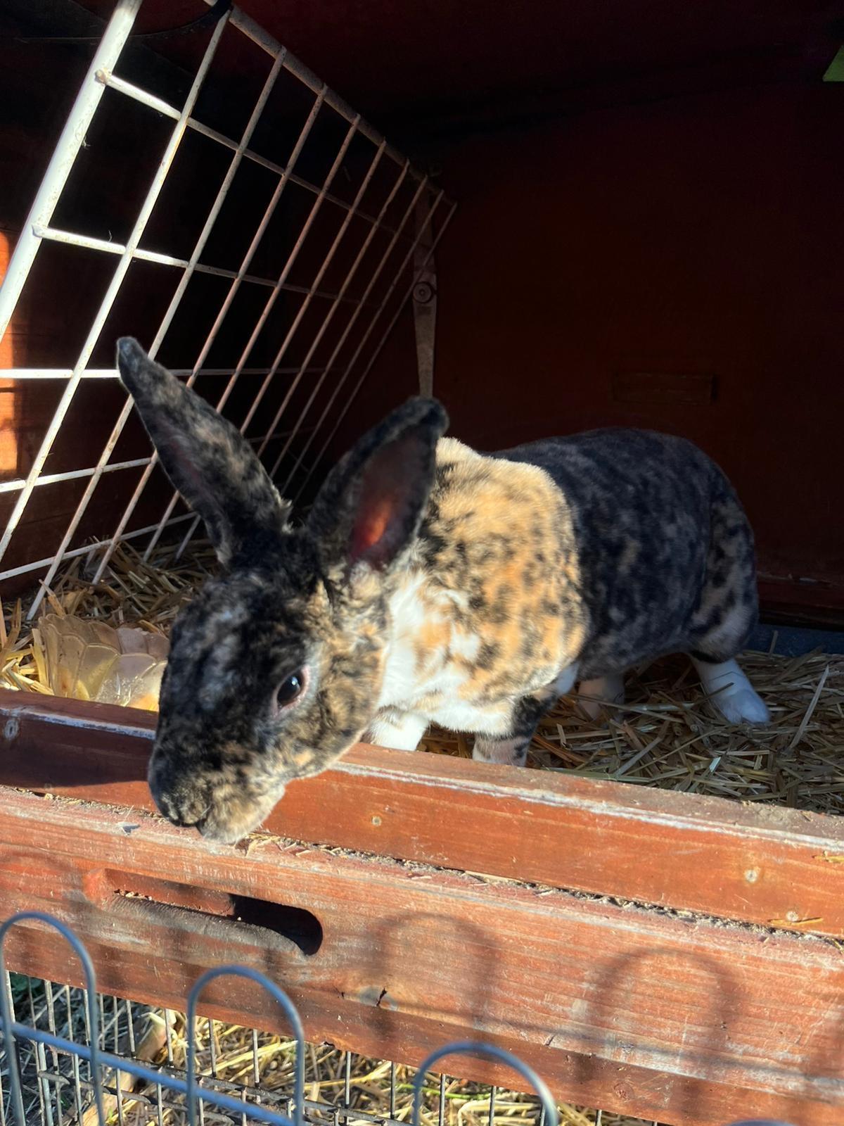 Männlicher Klein-Rex Mischling Hase 2