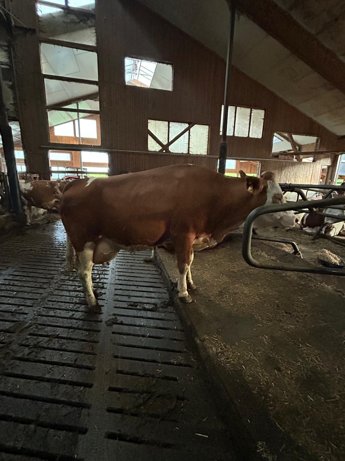 Milchkühe und Kalbinnen zu verkaufen 2