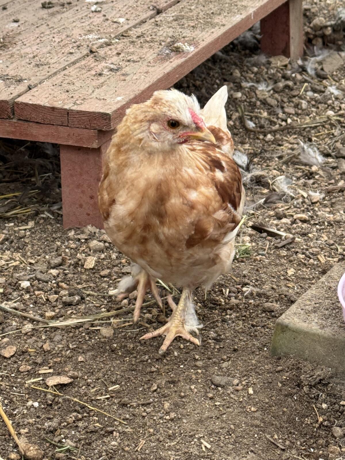 Zwergseidenhuhn-Mix 2
