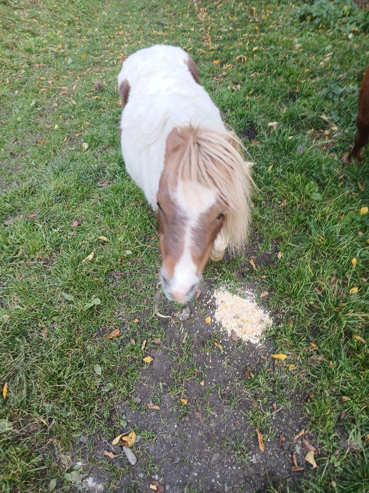 Pony 2