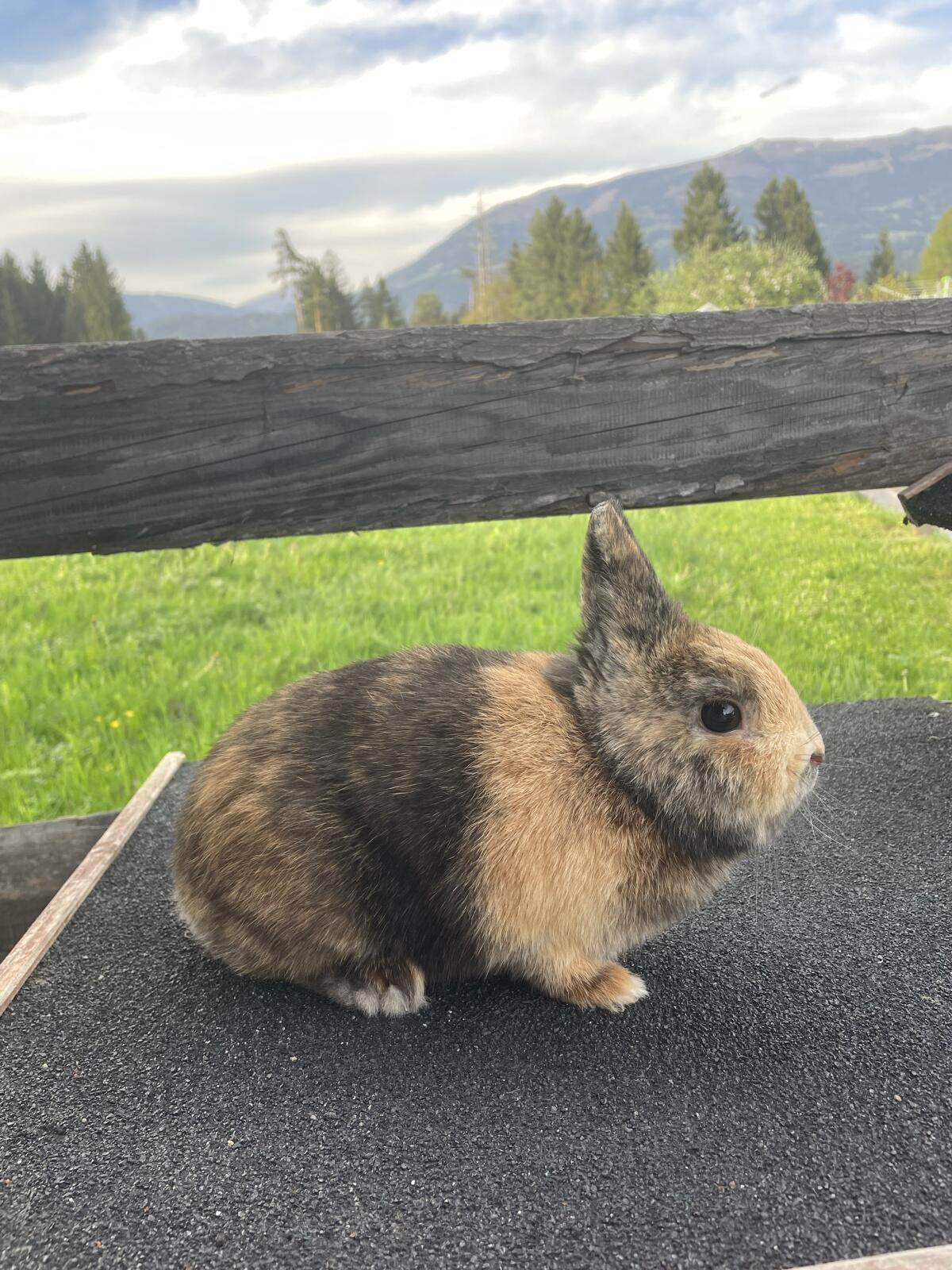 Zwergkaninchen 2