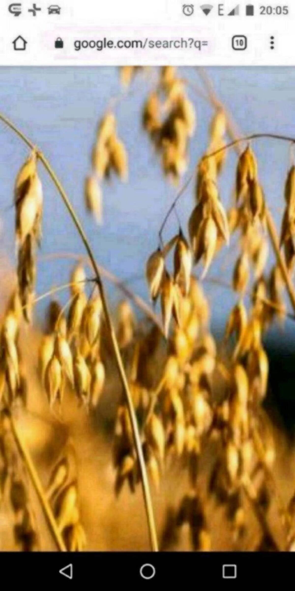 Qualitätshafer, Pferdehafer, Quetschhafer 1