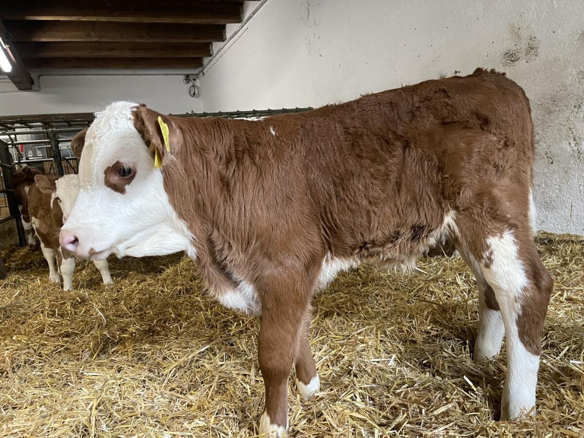Bio FV Stierkälber (gen. hornlos) 2