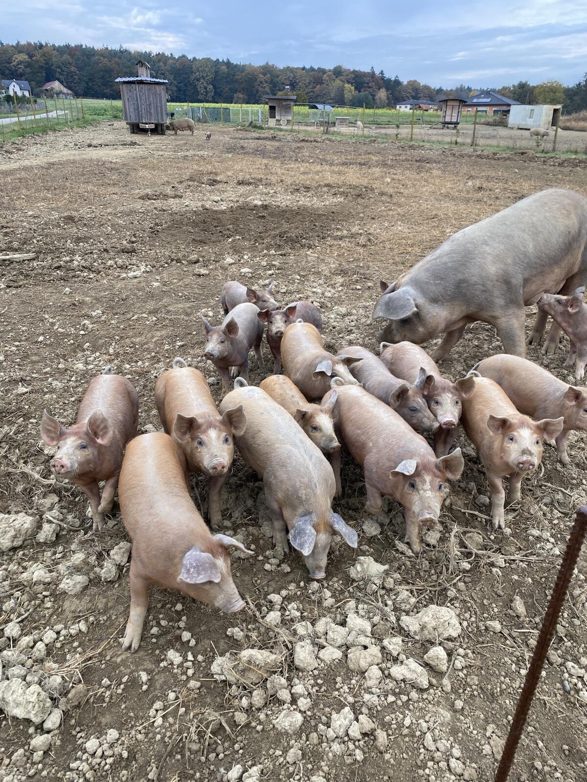 Duroc Ferkel 1