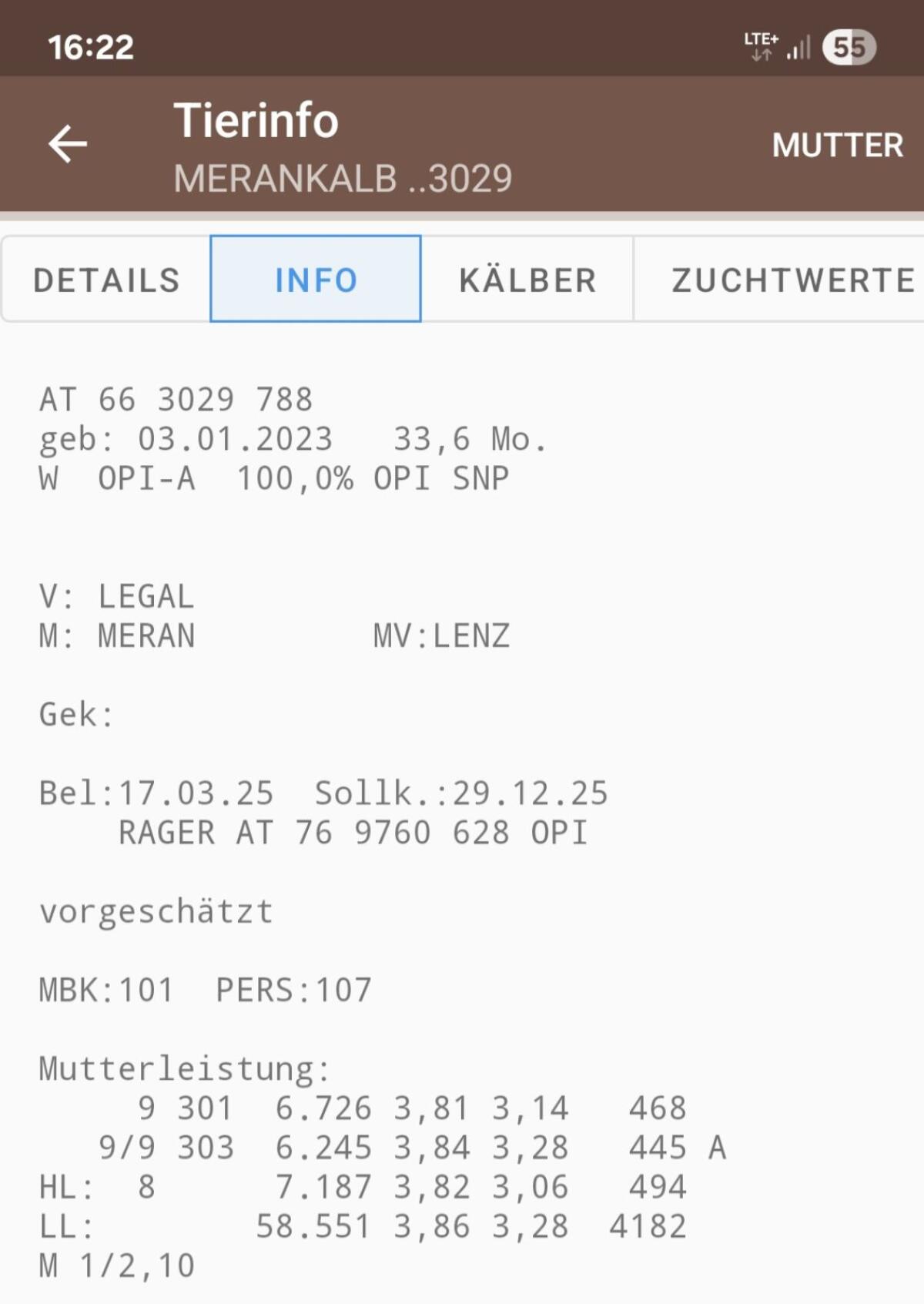 Original Pinzgauer Kalbin 3