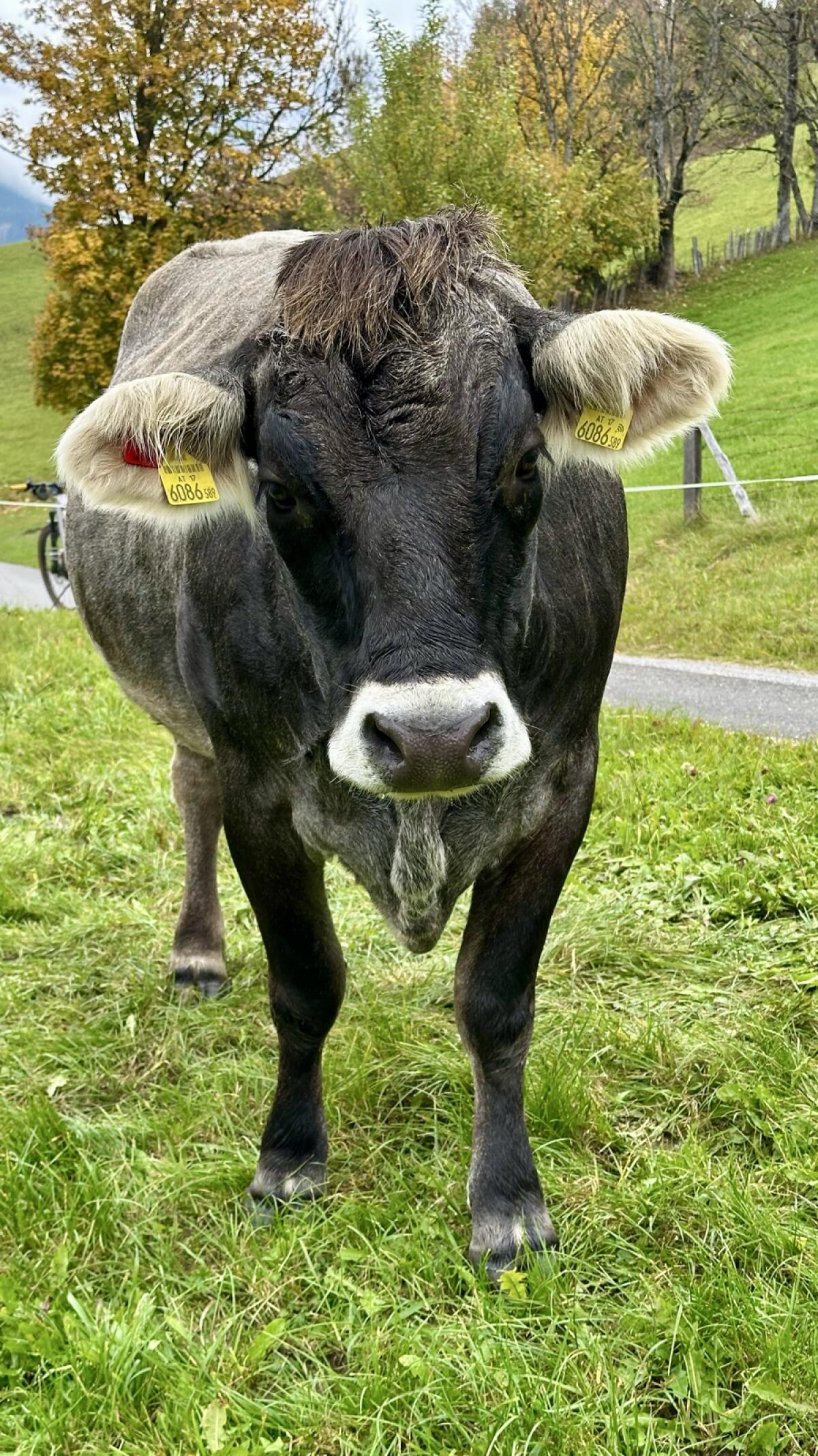 Grauviehkalbin zu verkaufen 2