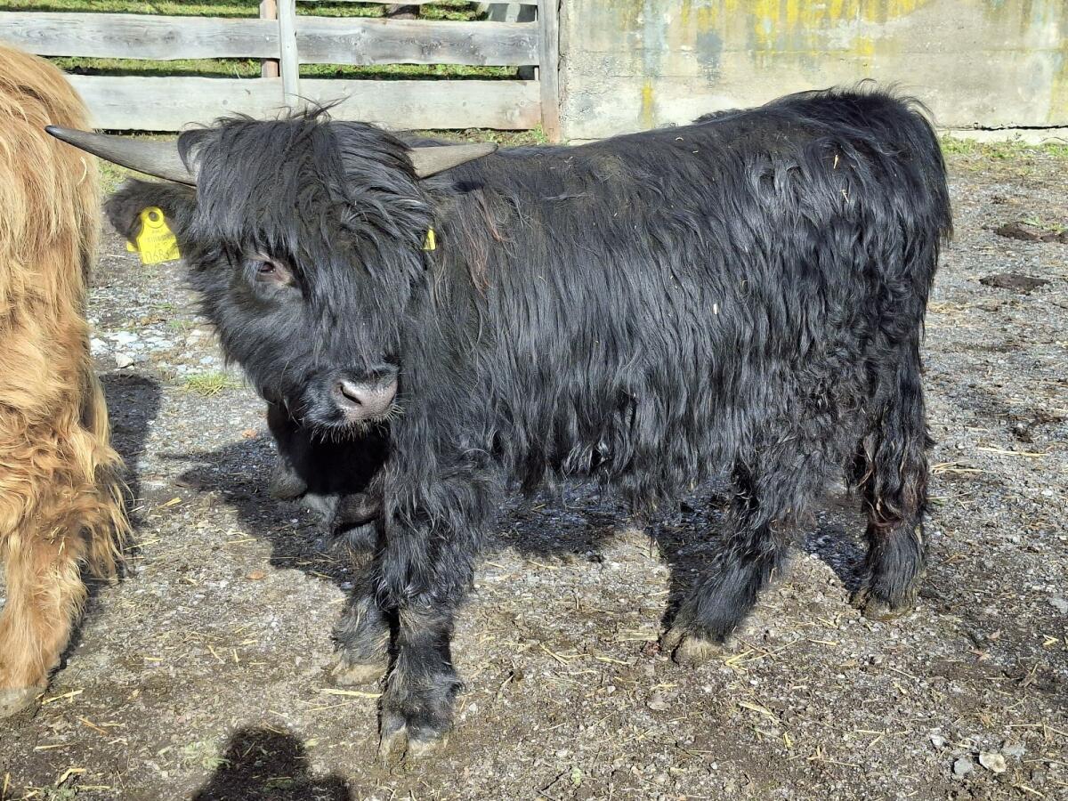 Hochlandrind Stier schwarz 3