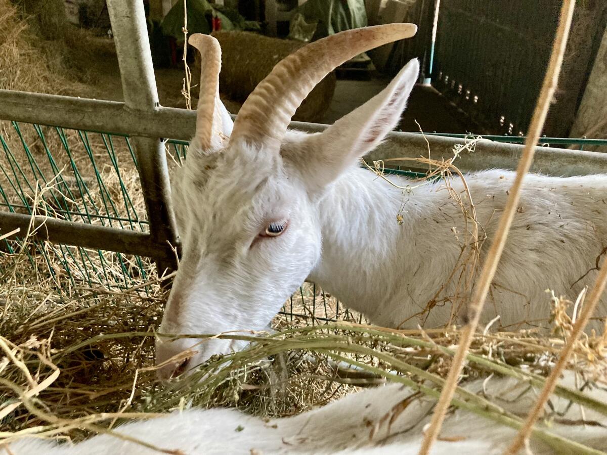 2 behornte Saanenziegen, 2 Jahre alt 2