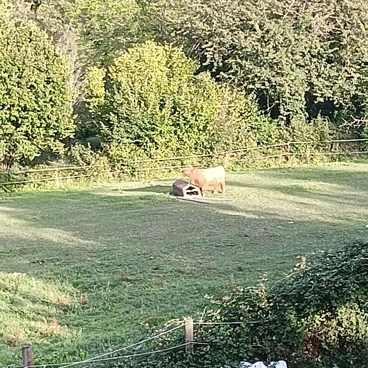 Kleine Herde 2