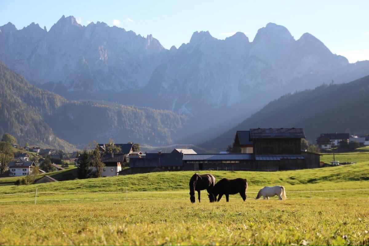 Reitunterricht für Groß und Klein 2