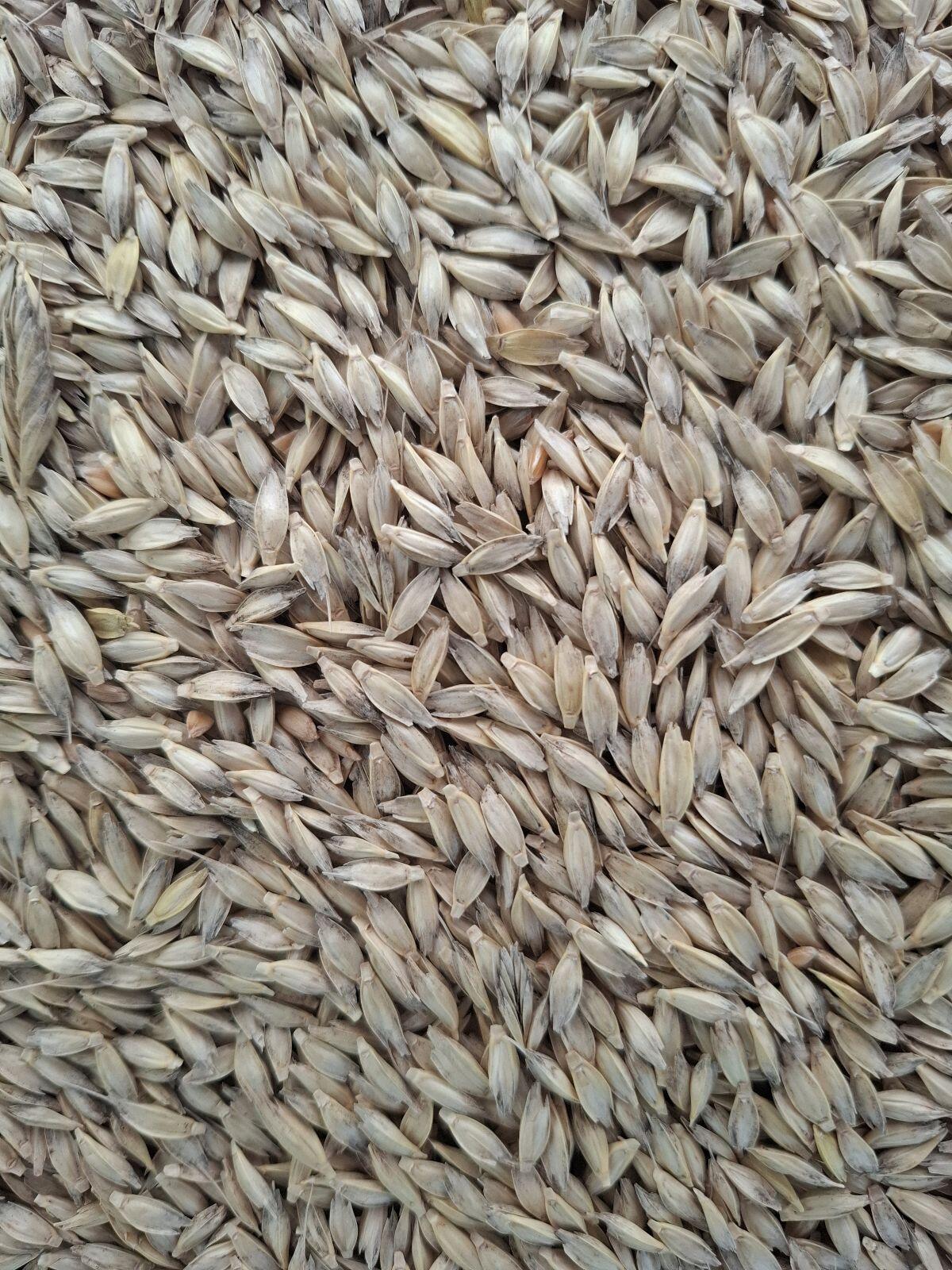 Einkorn zu verkaufen, ca. 6,8 t 1