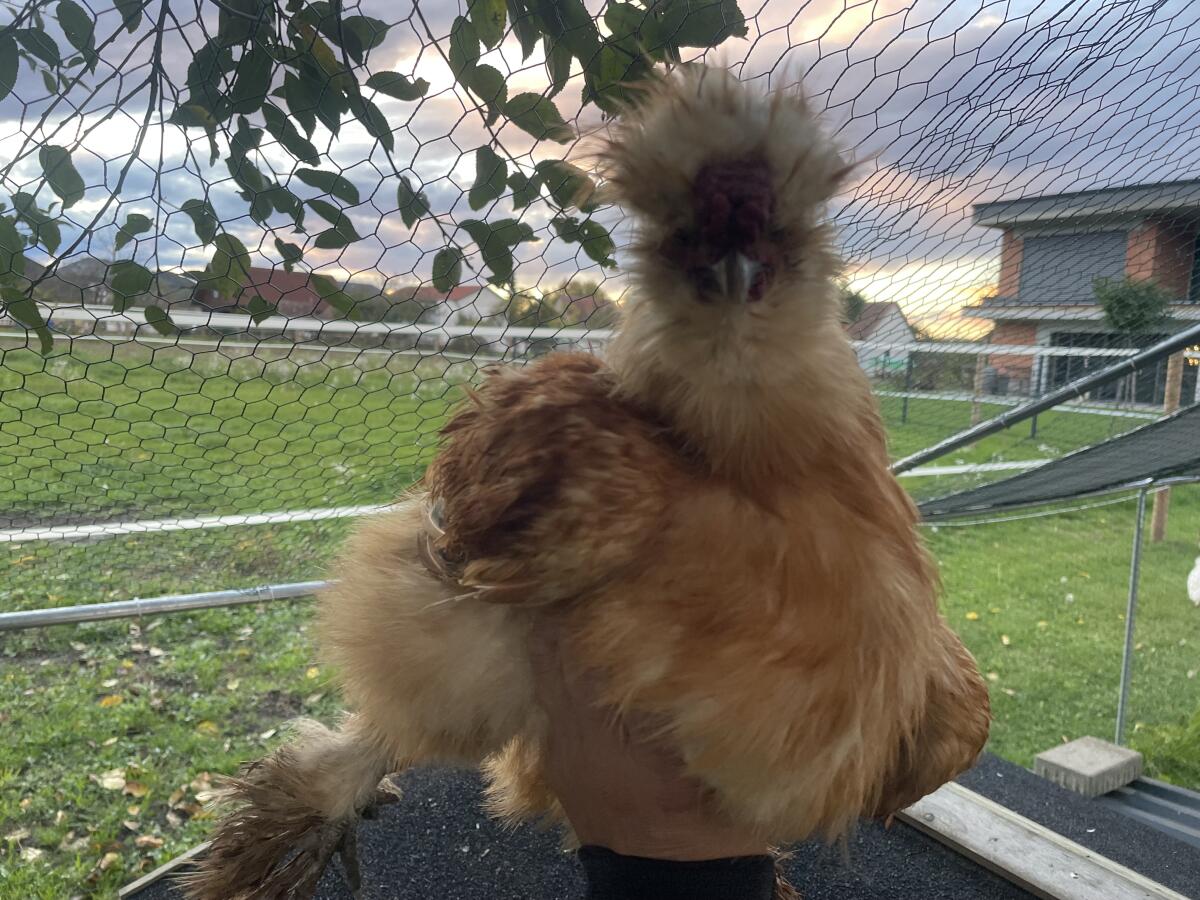 US Silkie-Pärchen abzugeben 2