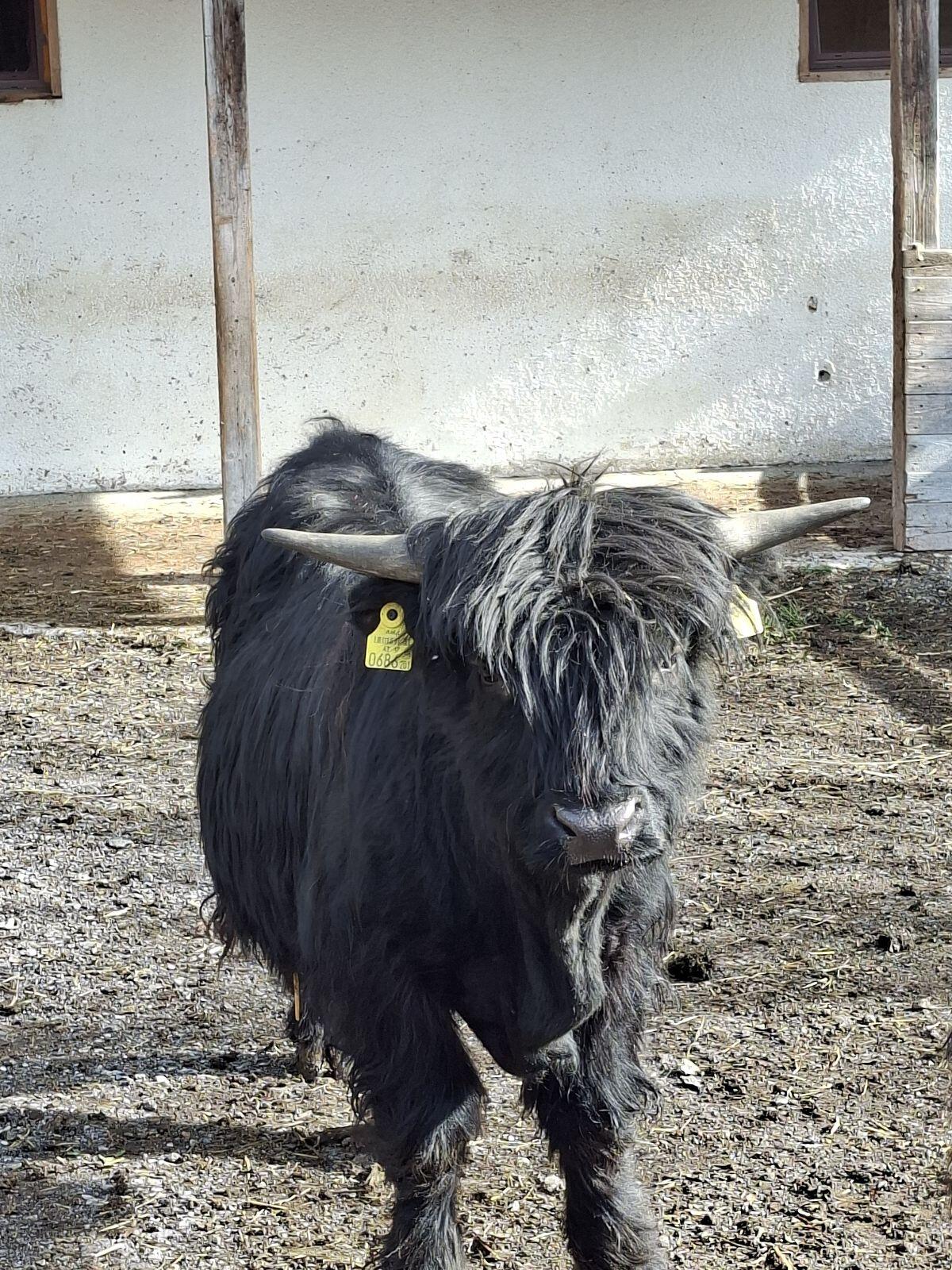Hochlandrind Stier schwarz 1
