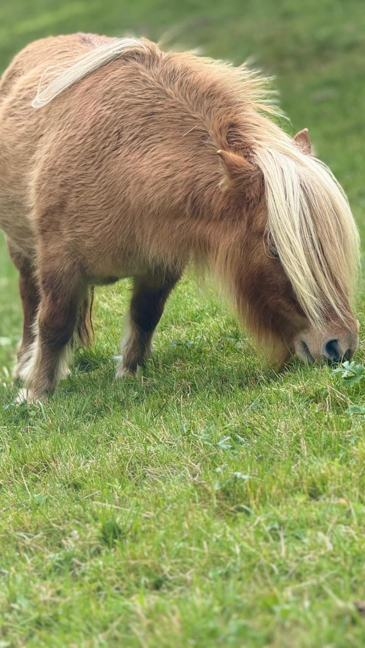 2 Minipony Stuten 2