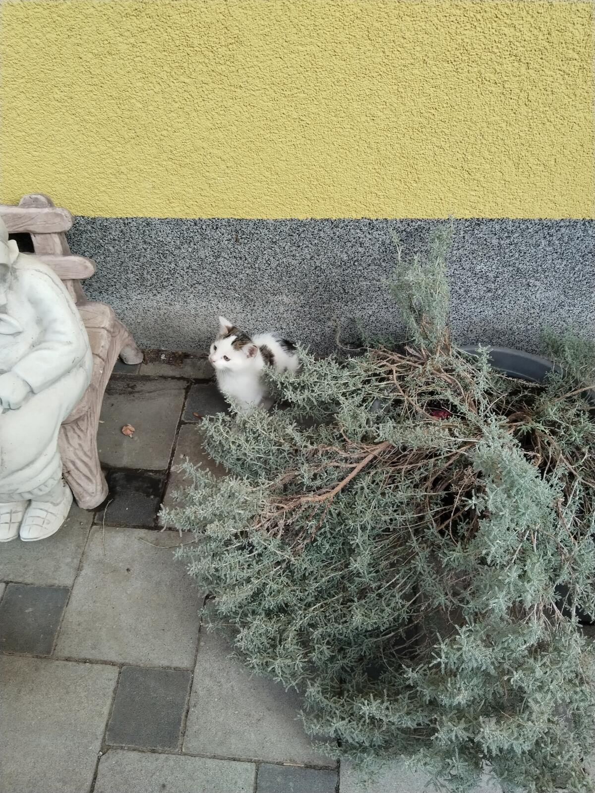 Süße Babykatzen 2