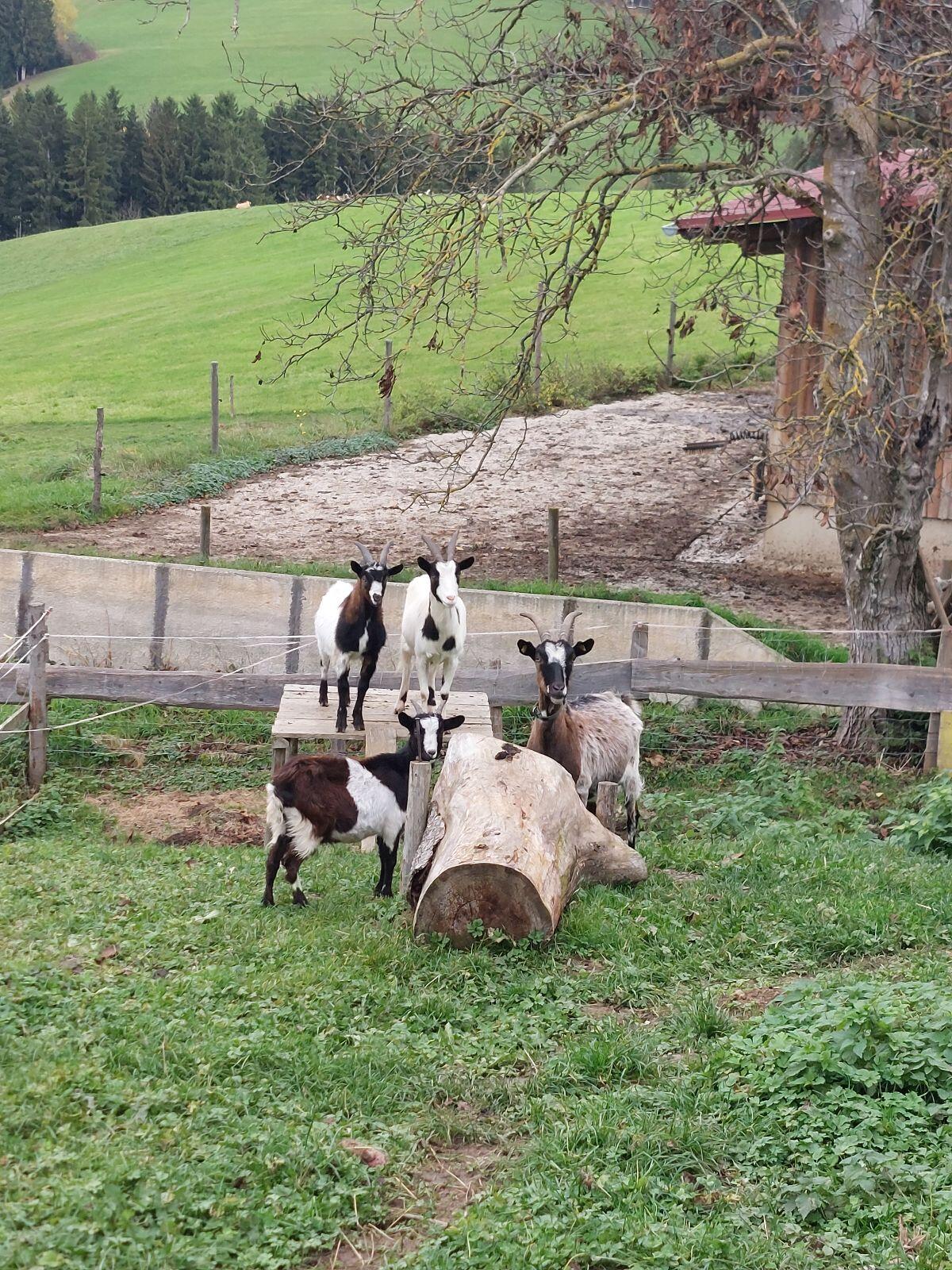 Ziegen 1