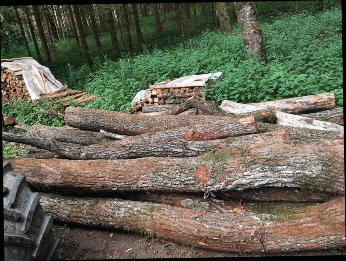 Kaufe Baumstämme für Brennholz 1