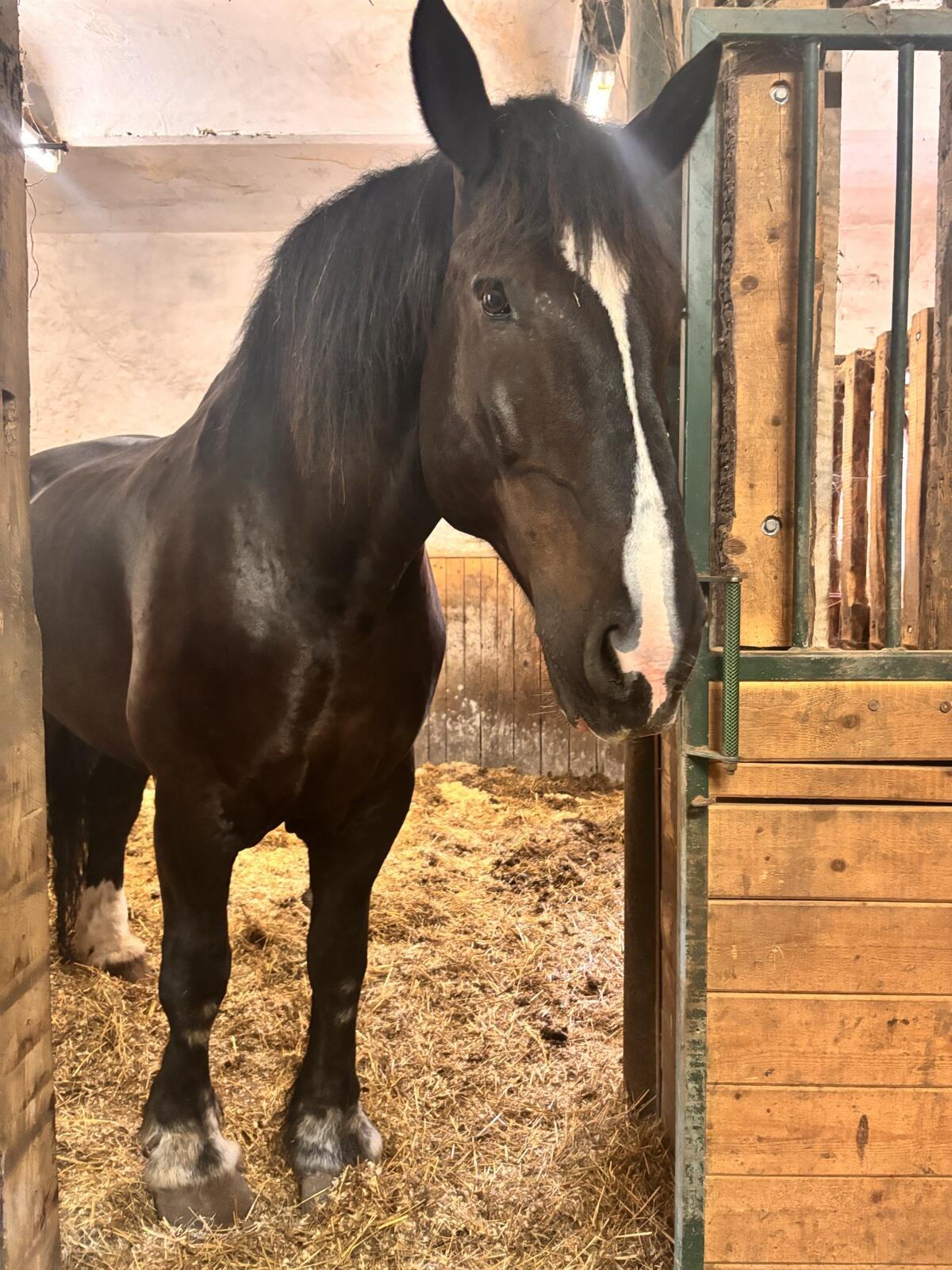 Percheron & Pony Wallach 3
