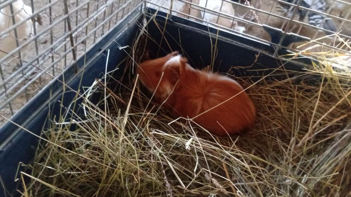 Meerschweinchen Bub 2