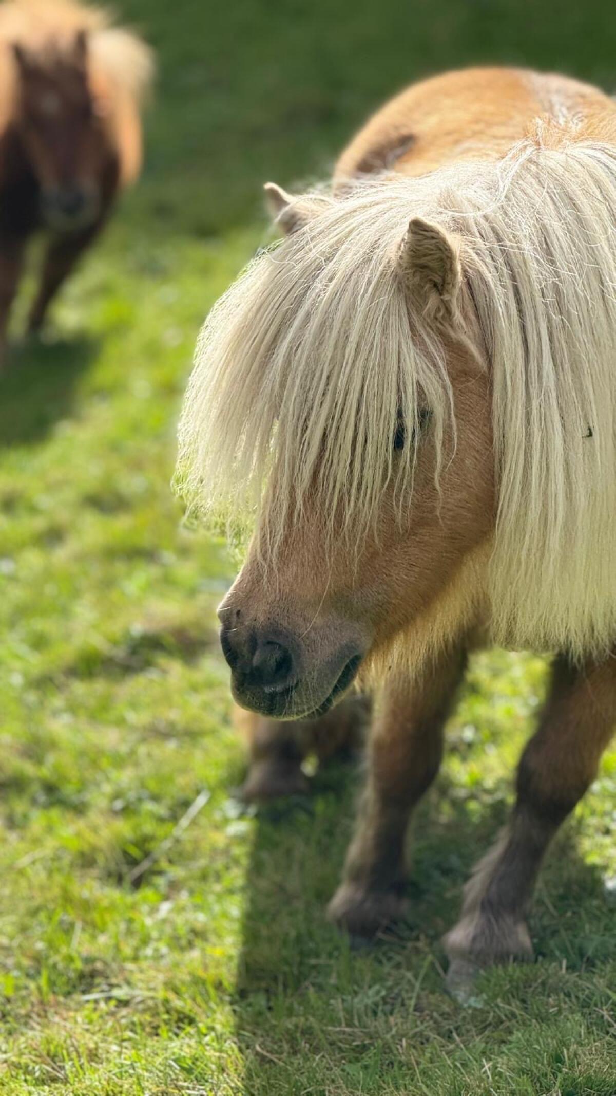2 Minipony Stuten 1