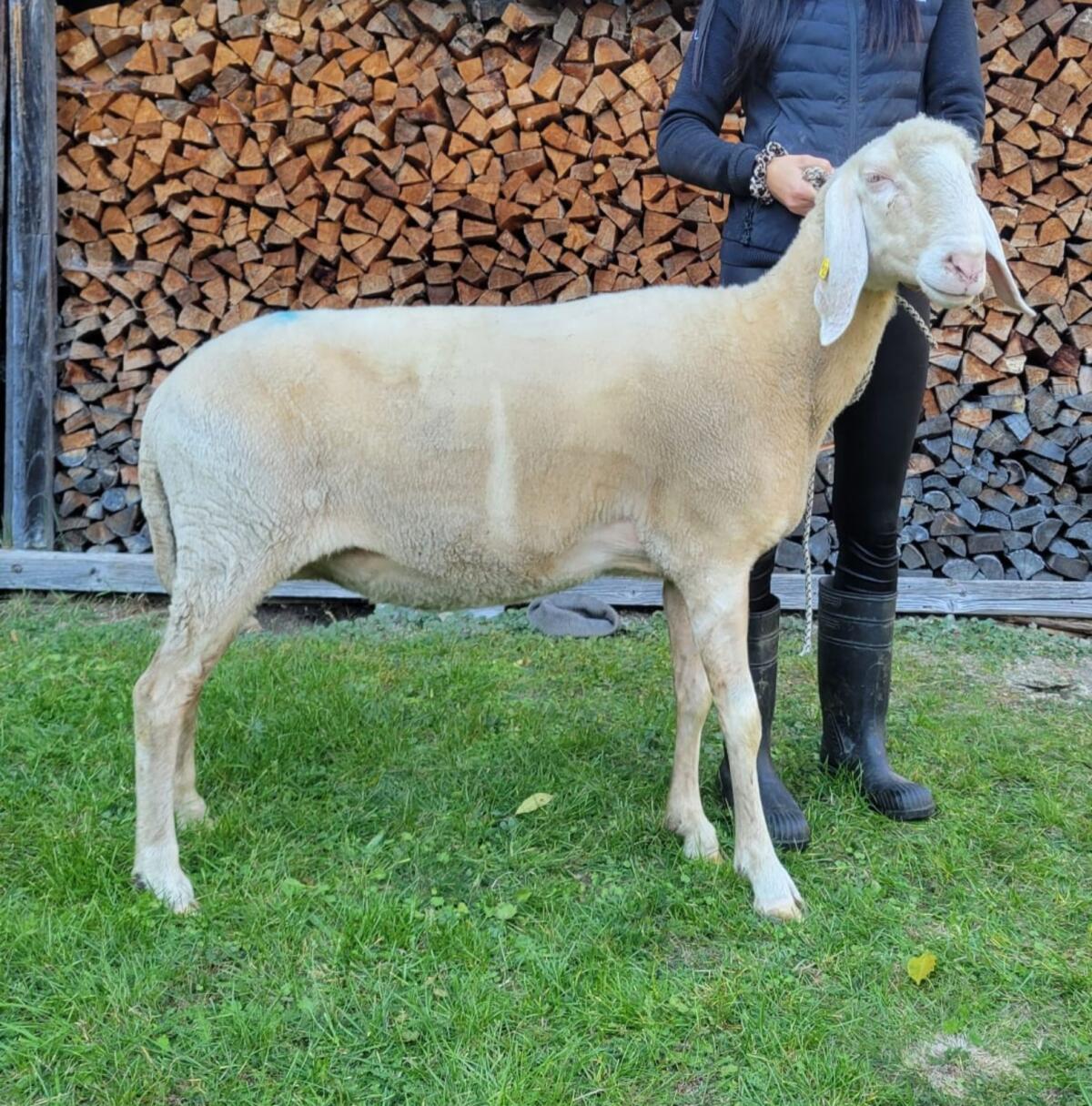 Tiroler Bergschafe Zucht 3