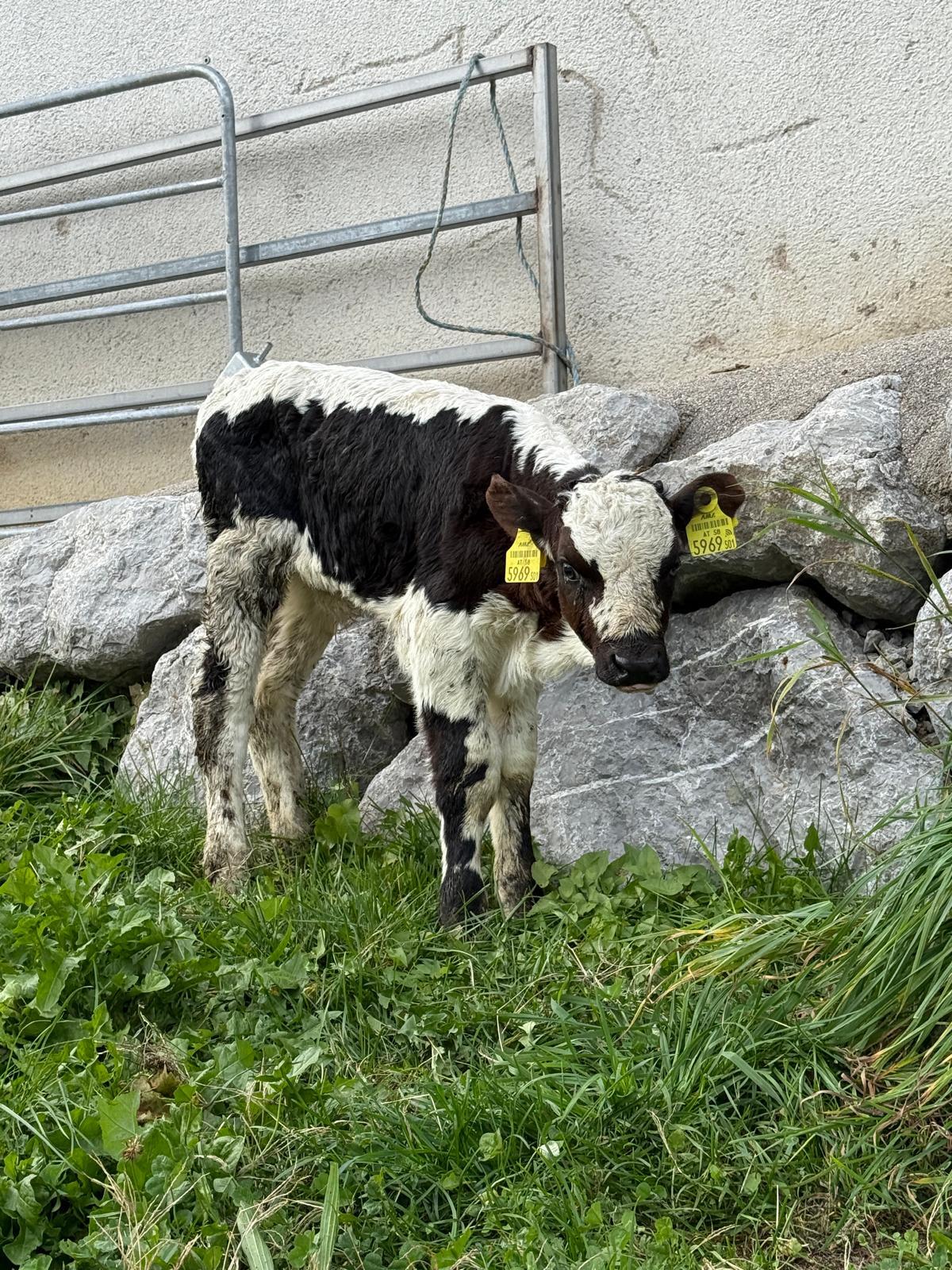 Bio Pustertaler Sprinzen Kalb 2