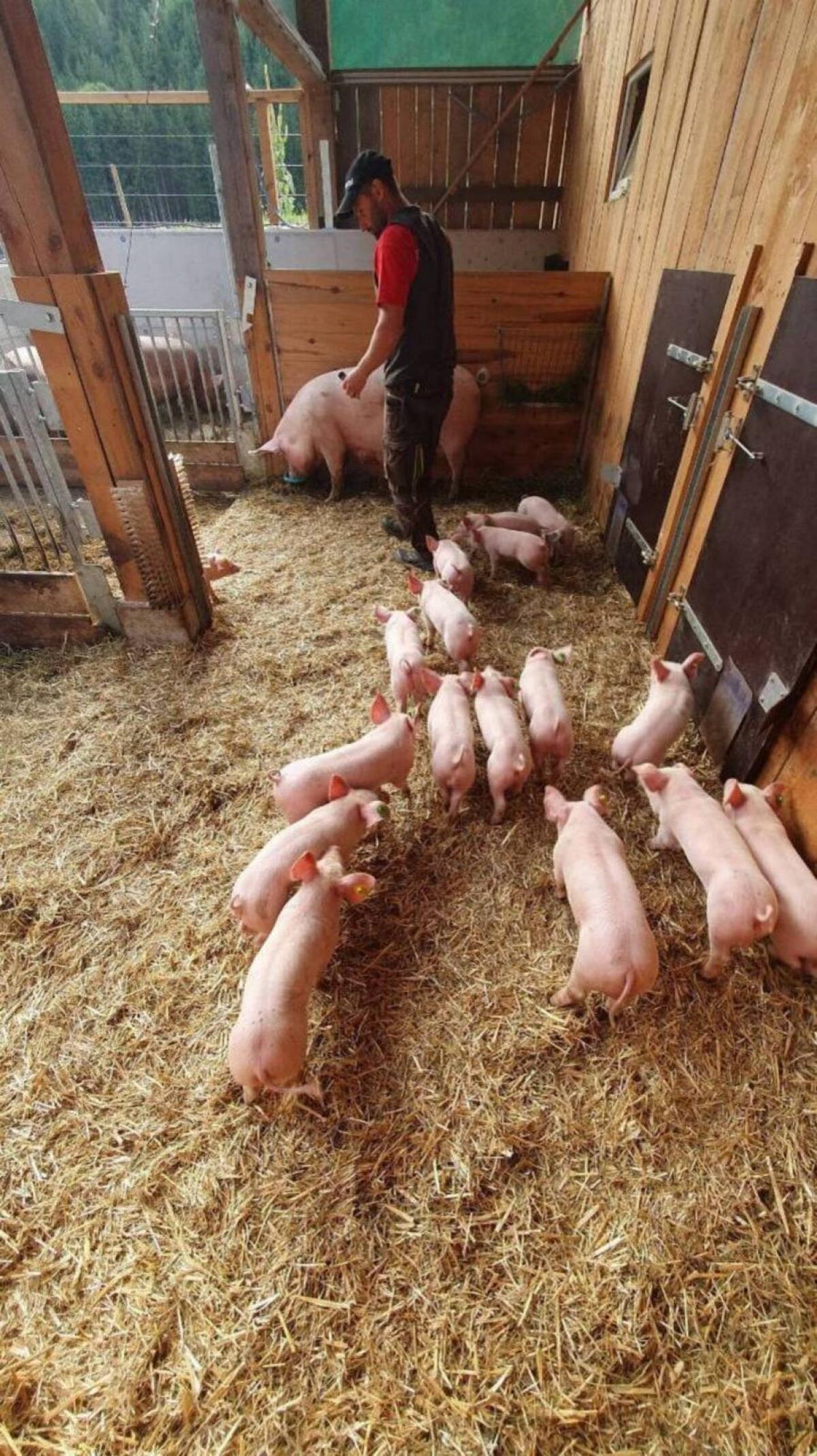 BIO-Ferkel 3